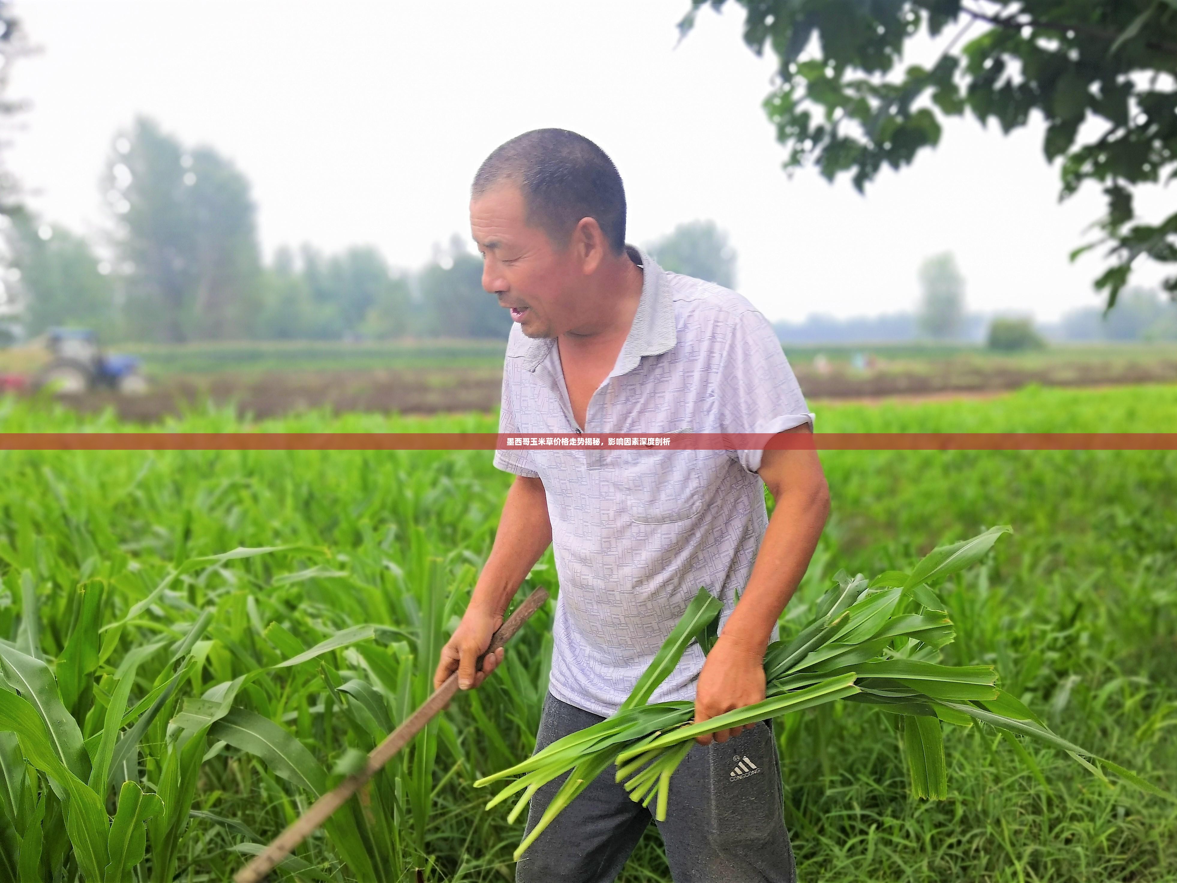 墨西哥玉米草价格走势揭秘，影响因素深度剖析