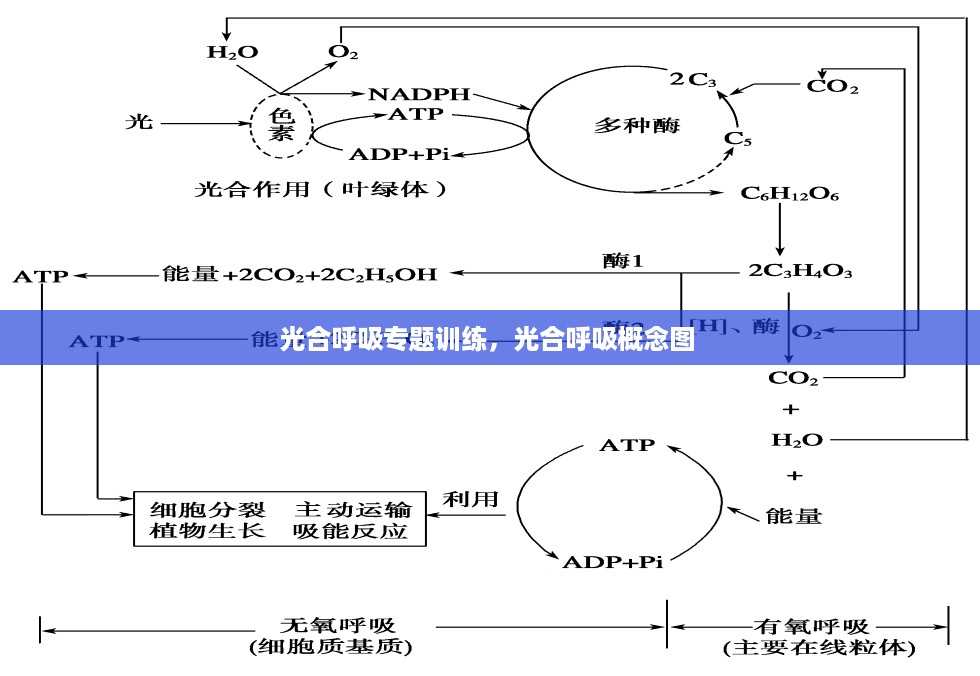 光合呼吸专题训练，光合呼吸概念图 