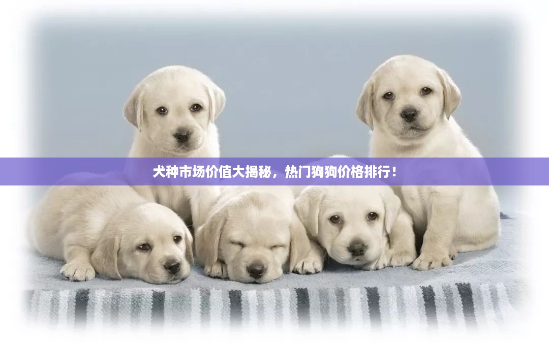 犬种市场价值大揭秘，热门狗狗价格排行！